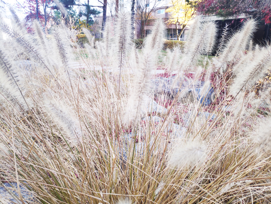 갈대,바람,자연,하늘,reed,wind,nature,sky,식물,plant,가을,계절,fall,autumn,season,식물,자연,plants,nature