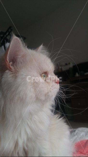고양이,cat,옆모습,동물,페르시안,동물,animal,포유류,mammal,고양이,cat,kitten,kitty