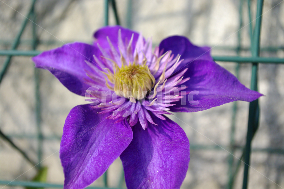 꽃,식물,flower,plant,color,식물,자연,plants,nature,꽃,flower