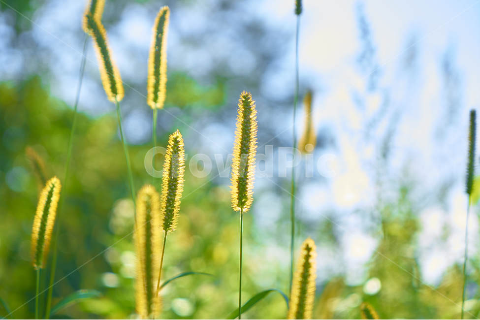 자연,산,빛,풀,풀잎,강아지풀,강아지,초록색,잎,꽃,식물,자연,plants,nature,감성,sensible,feeling,휴식,힐링,rest,relaxation,healing
