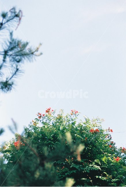 필름,감성,감성사진,film,아날로그,analog,나무,능소화,꽃,봄,하늘,자연,식물,자연,plants,nature,꽃,flower,감성,sensible,feeling