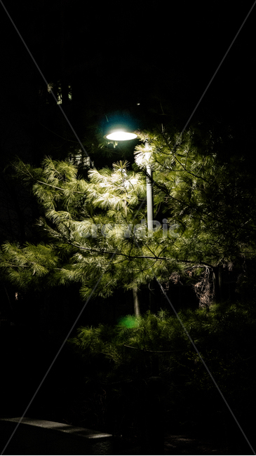 소나무,밤,가로등,공원,불빛,야경,밤,풍경,nightscape,night,landscape,lamp post,램프 포스트