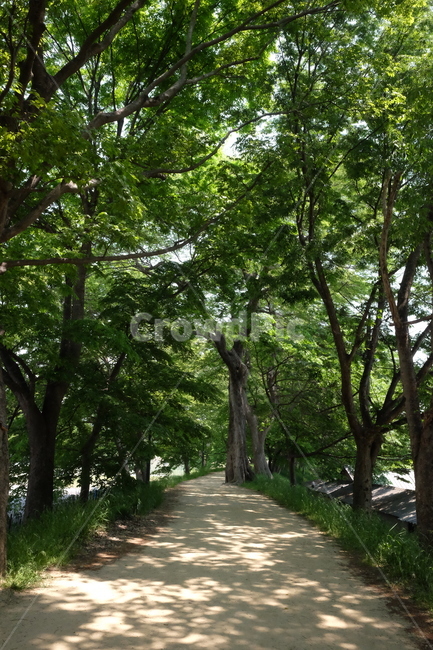 나무,숲,숲길,자연,풍경,nature,green,tree,초록