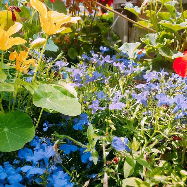 plant,식물,flower,꽃,blossom