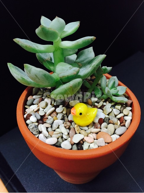 화분,다육이,다육식물,식물,succulents,plant,정원,미니어처,토분,아기자기