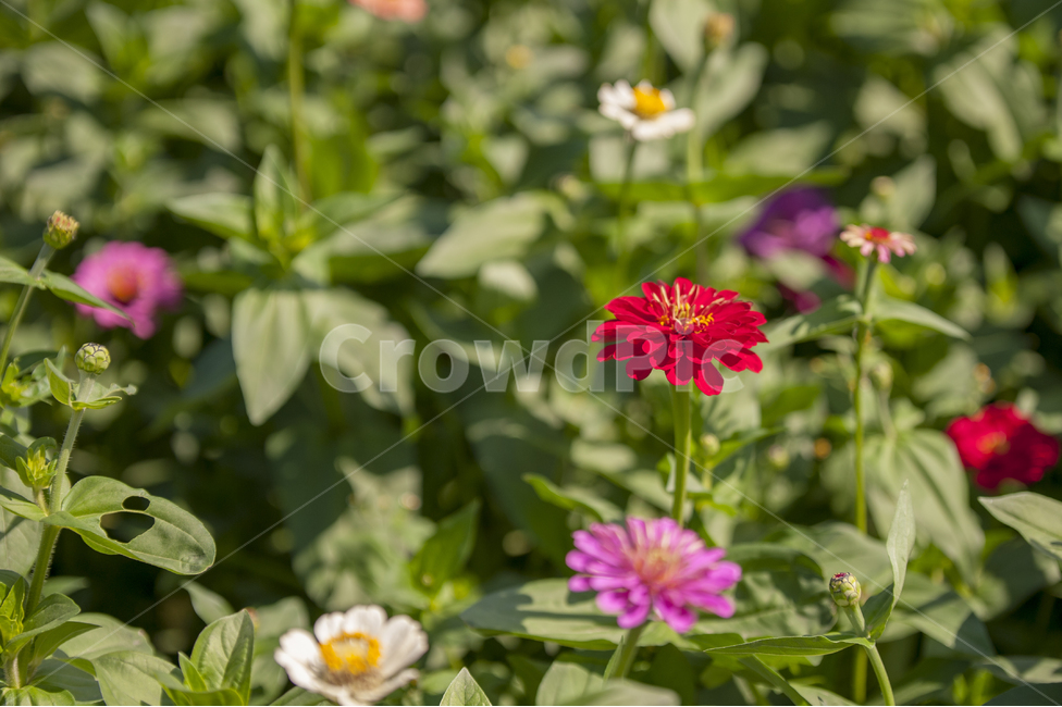 백일홍,꽃,꽃밭,백일초,적색,flower,red,magenta,식물,자연,plants,nature,꽃,flower