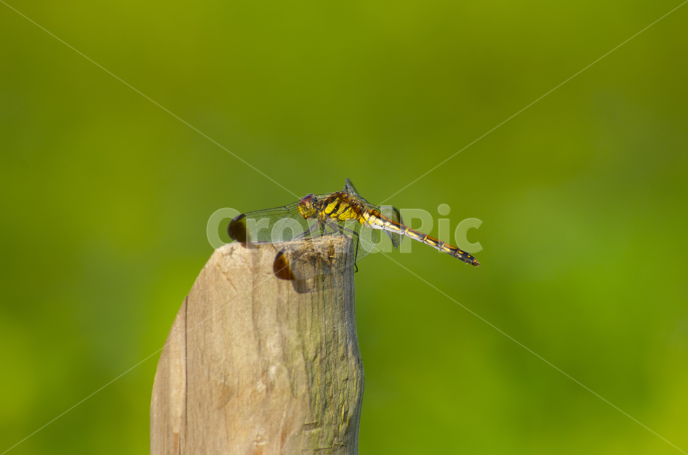 잠자리,곤충,나무가지,감성,자연,계절,가을곤충,여름곤충,여름,가을,곤충,벌레,insect,bug