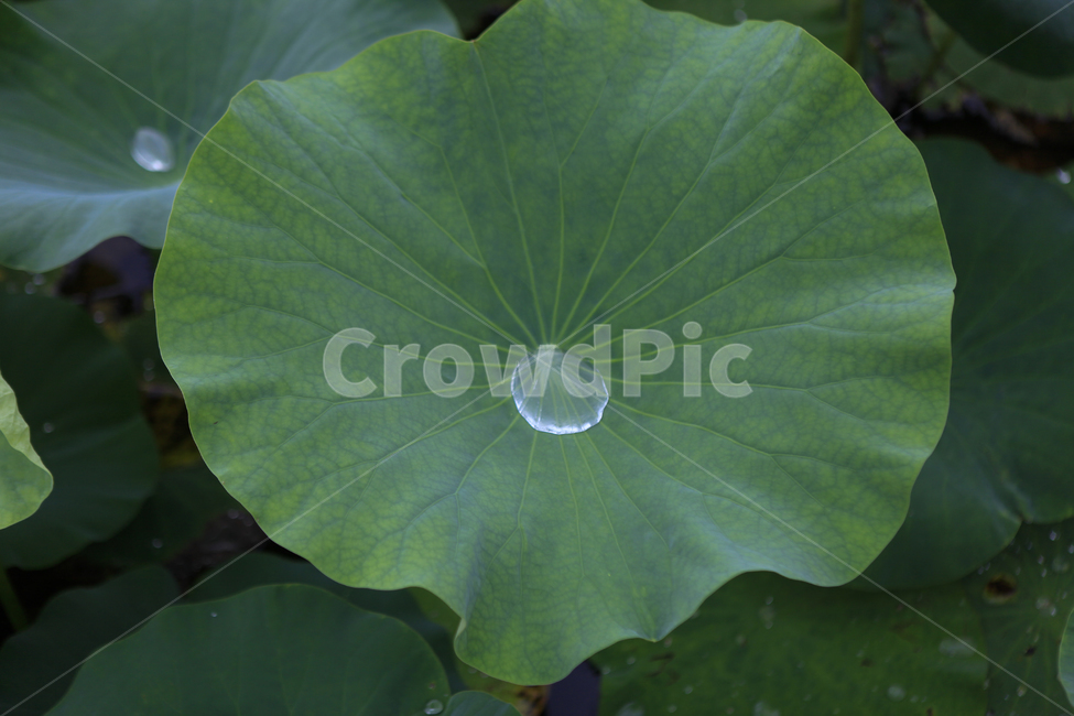 연잎,여름,식물,물방울,잎사귀,식물,자연,plants,nature