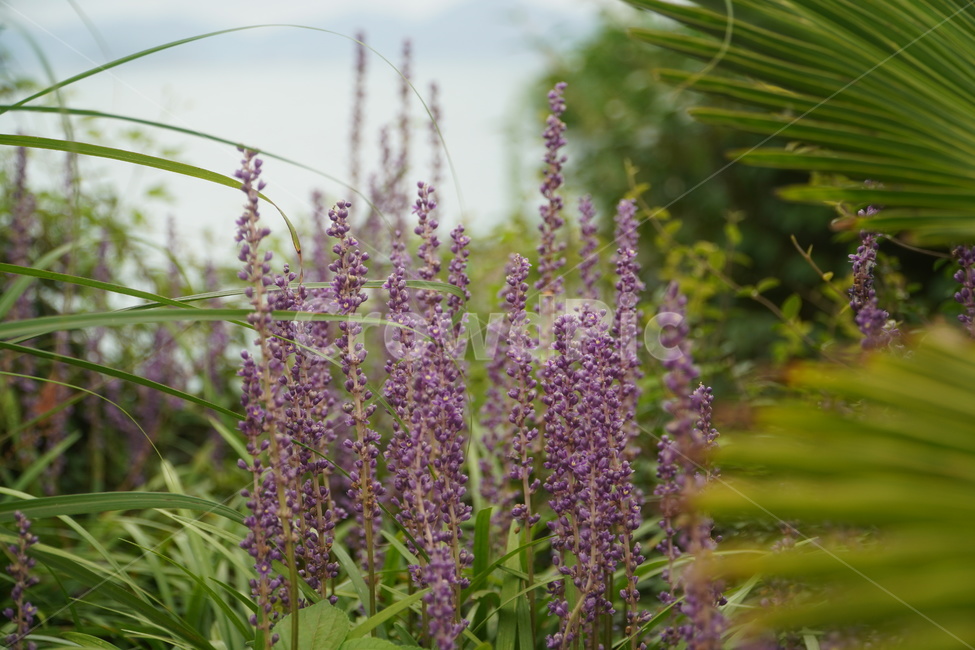 plant,식물,꽃,flower,자연,nature,옥외,outdoors,plants,green,purple,blossom