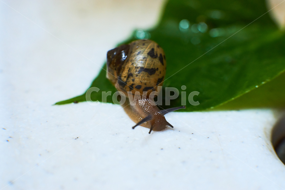 달팽이,연체동물,자연,동물,생물,animal,natuer,snail,접사