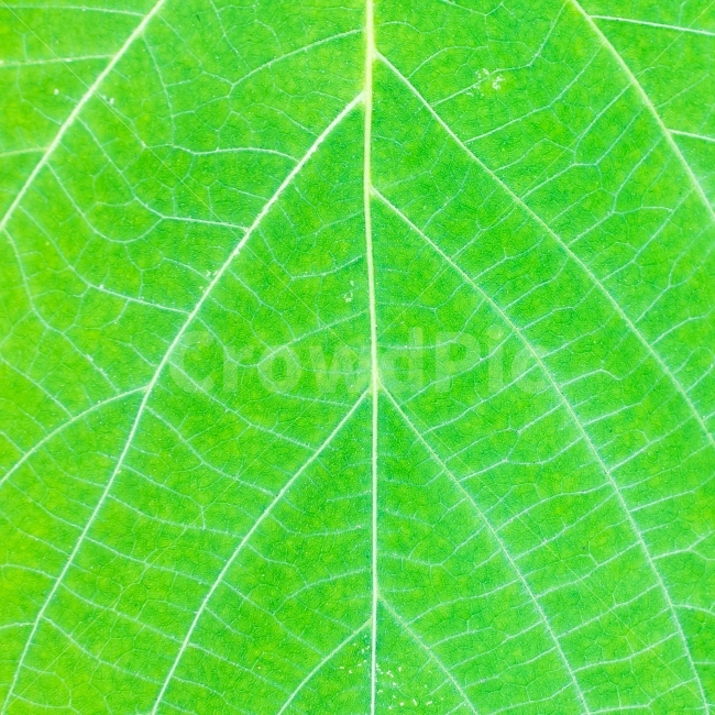 나뭇잎,초록색,잎,이파리,패턴,반복,직선,잎맥,식물,자연,plants,nature,색깔,색상,색채,색감,color sense,color sensitivity,feeling of color,텍스처,질감,패턴,texture,pattern