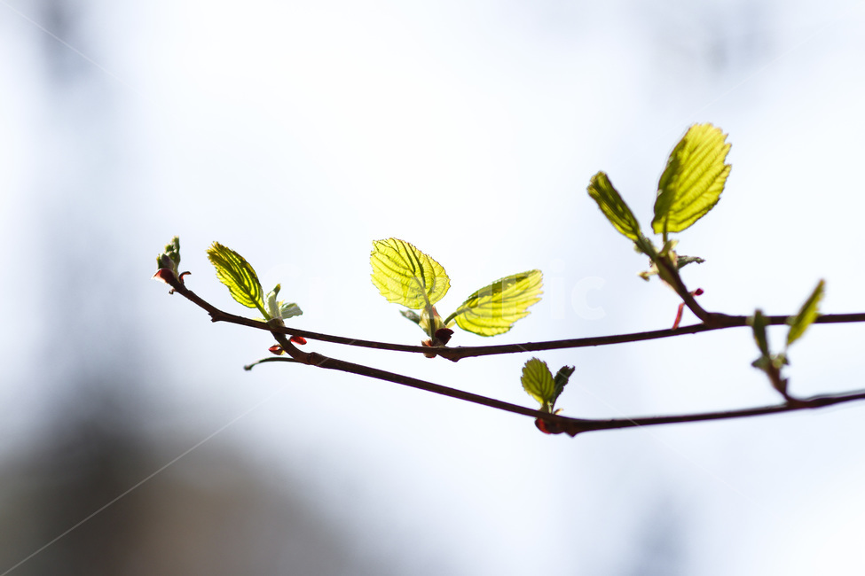 봄,봄날,햇살,초록,아름다운,계절,spring,season,green,plant