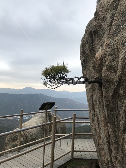 산,용봉산,소나무,자연,풍경,자연,풍경,nature,landscape,한국자연풍경,한국자연경관,korea nature landscape,handrail,난간,banister,railing