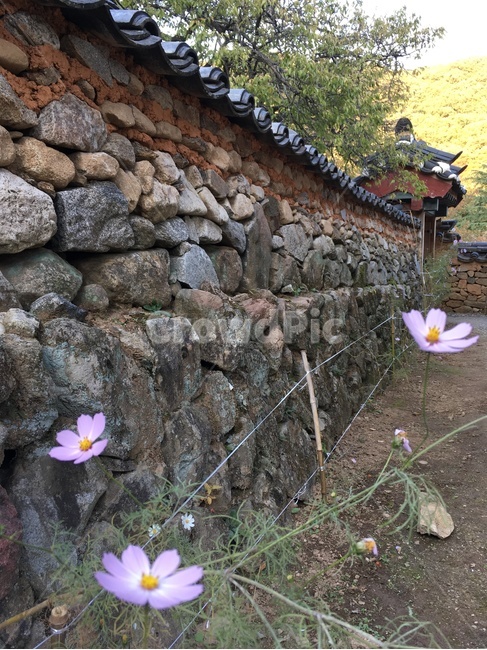 선암사,풍경,가을,낙엽,돌담장,돌담,담장,기와,코스모스,산사,산지승원,절,사찰,불교,템플스테이,유네스코,세계문화유산,한국전통,한국문화,korean traditional,korean culture,건축물,건물외관,exterior,building,structure,architecture,construction