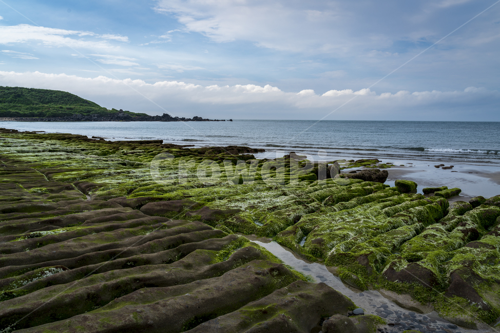 plant,식물,algae,조류,바닷가,자연,풍경,nature,landscape