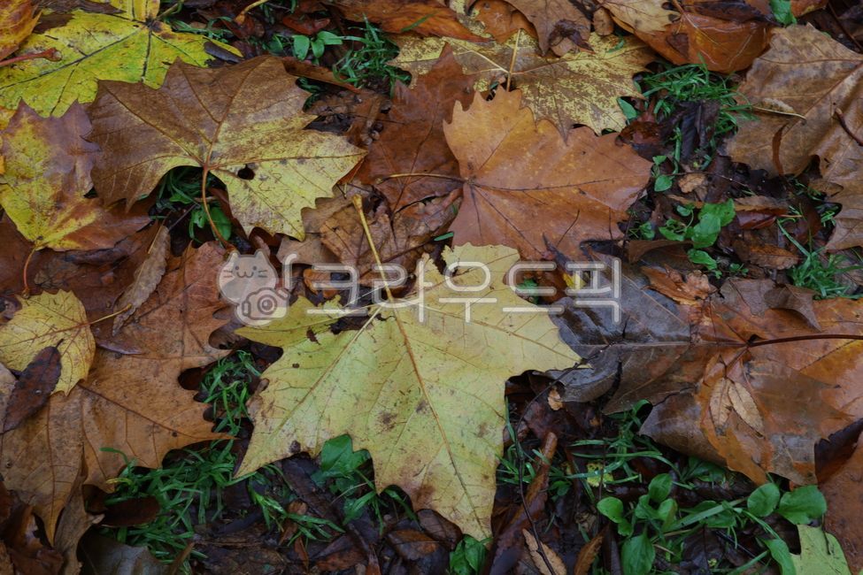 fallen leaves,background,Rainy Day,autumn,Maple