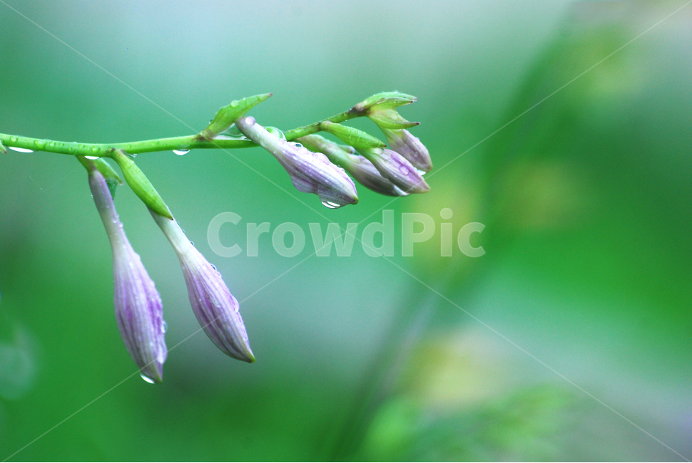 꽃,이슬,빗방울,보라색,꽃봉오리,물방울,투명,dew,water,맺히다,방울방울,plant,green,초록,싱그러운,맑은,아침이슬,해맑은,빗물,초본,영롱한,접사,마크로,클로즈업,비비추,식물,자연,plants,nature,꽃,flower