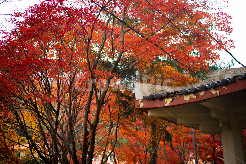 가을,메타쉐콰이어,메타쉐콰이어길,단풍,낙엽,담양,하늘,가을,계절,fall,autumn,season,한국전통,한국문화,korean traditional,korean culture,건축물,건물외관,exterior,building,structure,architecture,construction,tree,나무,plant,식물,maple,leaf,잎