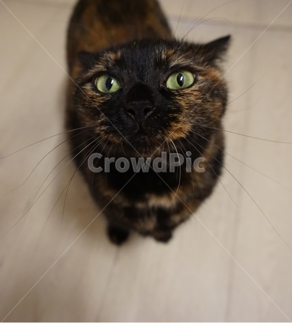 동물,고양이,코리안숏헤어,냐옹이,코숏,동물,animal,포유류,mammal,고양이,cat,kitten,kitty