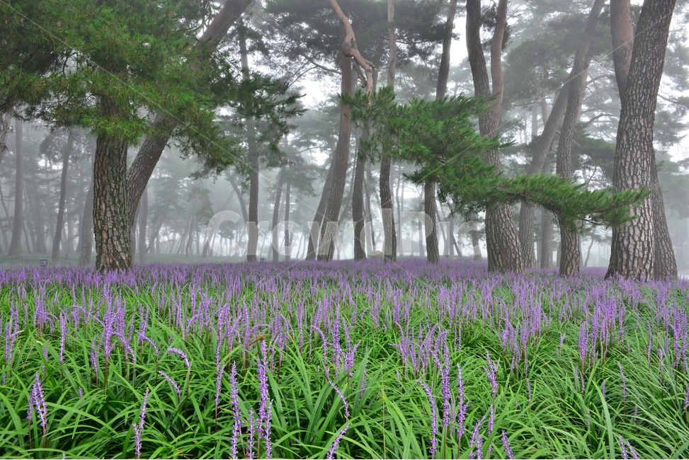 상주,맥문동솔숲,상주솔숲,상주맥문동,소나무,솔숲맥문동,plant,식물,flower,blossom,꽃,한국자연풍경,한국자연경관,korea nature landscape