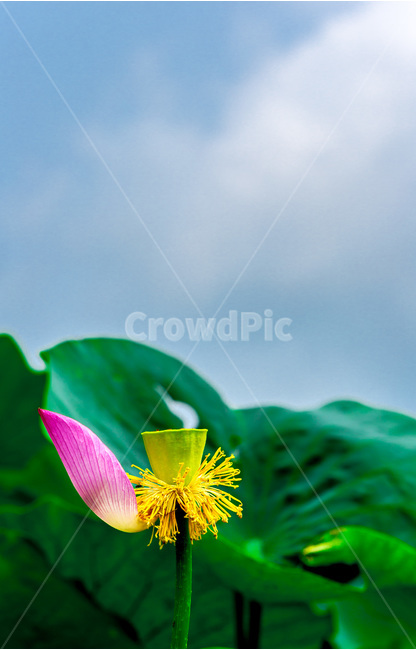 꽃잎,연꽃,자연,식물,습지,식물,자연,plants,nature,꽃,flower