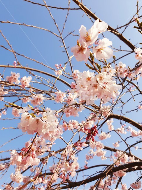 벚꽃,수양벚꽃,보라매공원,꽃구경,맑은날씨,봄,계절,spring,season,식물,자연,plants,nature,꽃,flower,plant,blossom