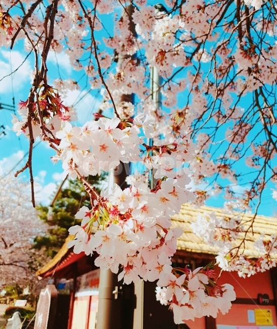 하동벚꽃길,벚꽃여행,벚꽃,봄꽃,벚꽃길,벚꽃가득,벚꽃놀이,벚꽃나무