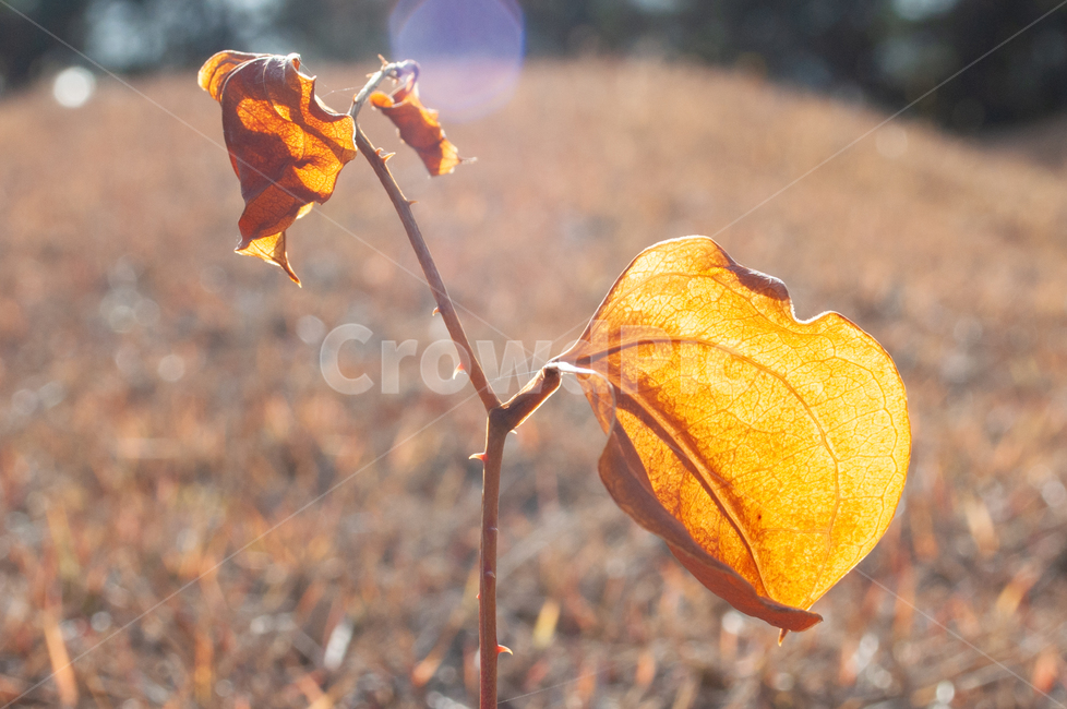 잎새,겨울잎새,산소,풀,잡초,생명력,가시,갈색잎,나뭇잎,잎,겨울,가을,계절,fall,autumn,season,식물,자연,plants,nature,plant,leaf