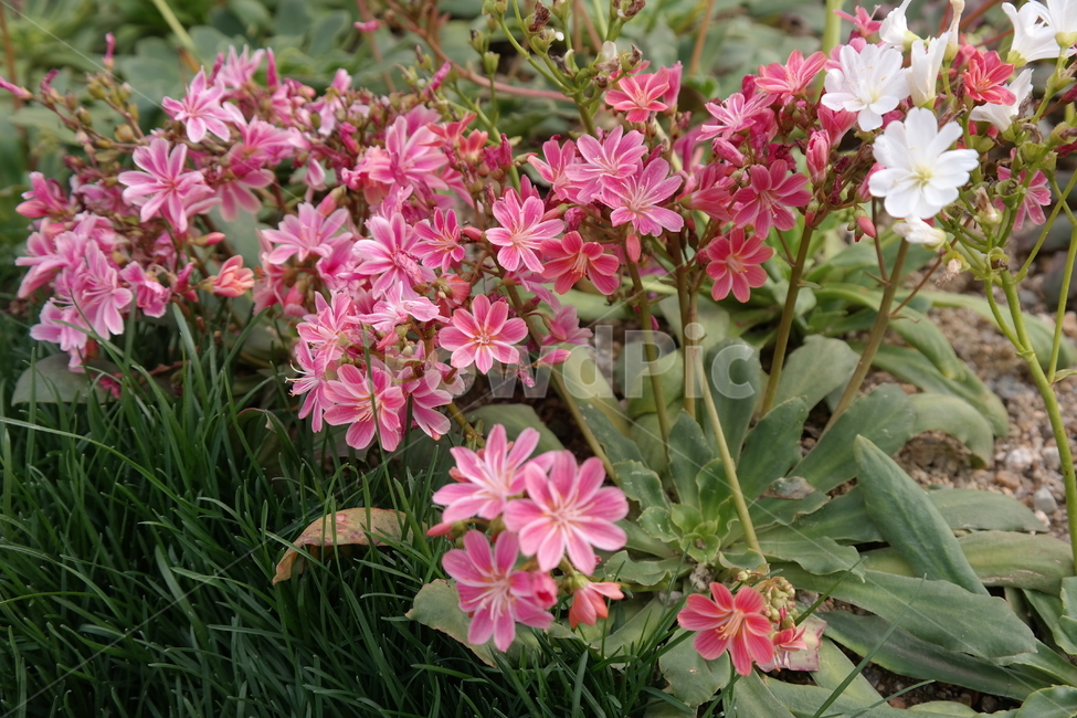 꽃,꽃박람회,노란꽃,난꽃,들꽃,분홍꽃,식물,자연,plants,nature,꽃,flower