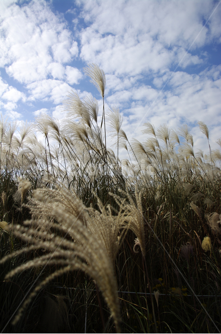 가을,억새,자연,nature,plant,식물,하늘,구름,식물,자연,plants,nature