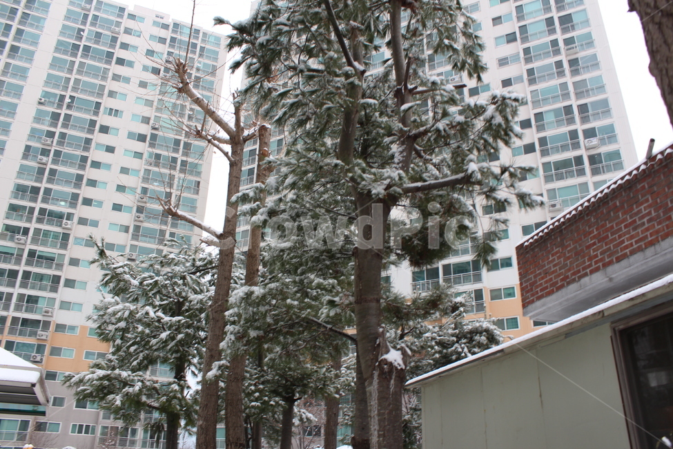 겨울,눈,snow,풍경,landscape,snowing,winter,겨울아침