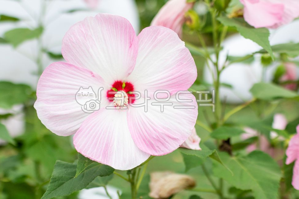 부용,부용화,연분홍색,꽃잎,부용꽃,꽃,하루살이꽃,관상용,쌍떡잎식물,낙엽관목,초록색,잎,식물,자연,여름,flower,petal,leaf,plant,nature,summer,confederaterose,hibiscusmutabilis,white,pink,green,outdoors