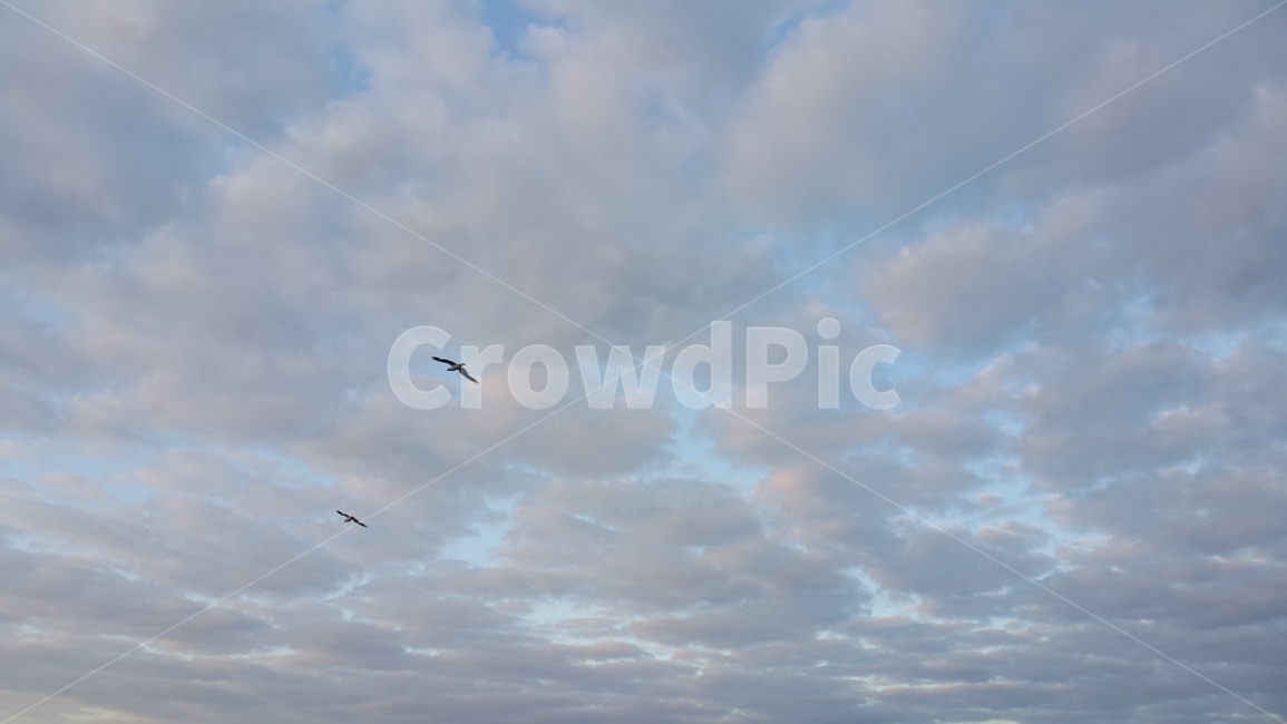 하늘,새,자연,구름,푸른,뭉게구름,cloud,sky,bird