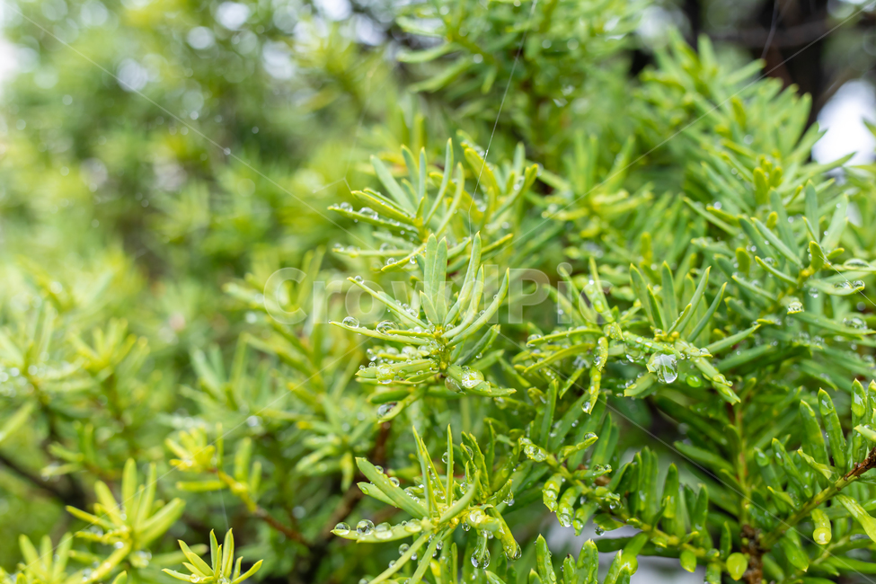주목나무,빗방울,물방울,나뭇잎,비,이슬,나무,잎,나뭇가지,거미줄,촉촉한,녹색,초록,푸른,연두,색상,비내린,맺힌,클로즈업,야외,배경,식물,자연,rain,leaf,tree,branch,green,color,plant,nature,식물,자연,plants,nature