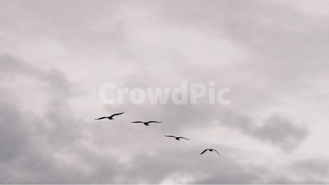 새,펠리컨,하늘,배경,먹구름,동물,animal,조류,새,birds