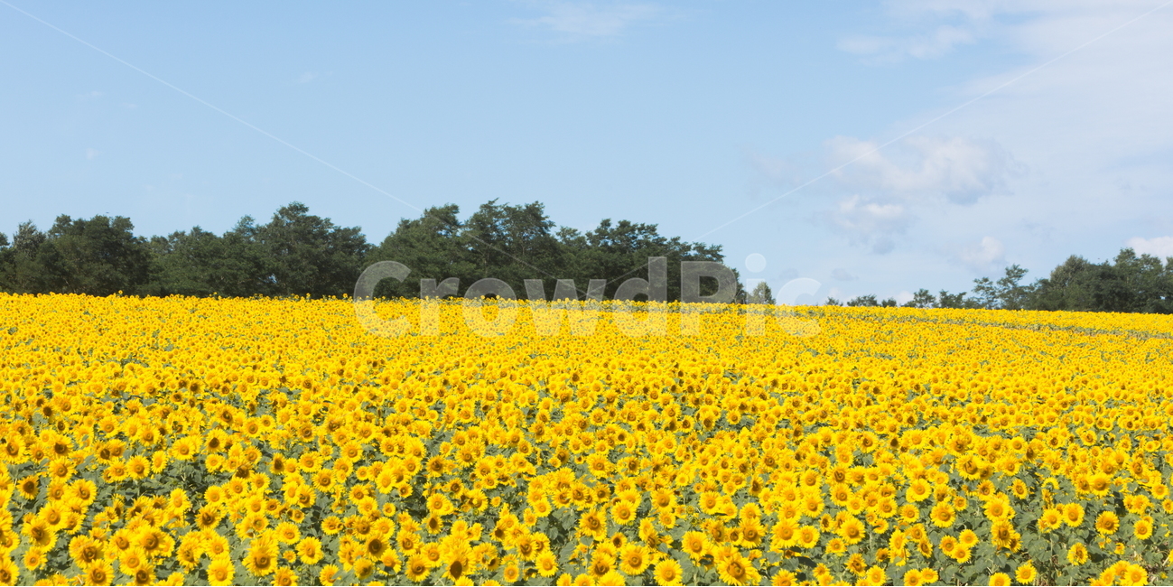 해바라기,해바라기꽃,꽃,sunflower,flower,식물,자연,풍경,nature,landscape,식물,plants,꽃,flower,field,들