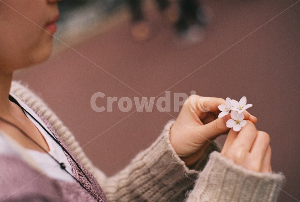 벚꽃,꽃,봄꽃,흰벚꽃,사쿠라,필름사진,봄,계절,spring,season,식물,자연,plants,nature,꽃,flower,사람,인물,인간,human,person,신체일부,몸,body,여성,여자,woman,female,lady,감성,sensible,feeling,finger,손가락