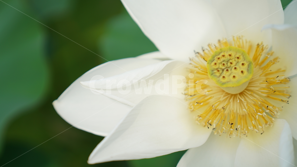 꽃,자연,연꽃,식물,계절,바탕화면,접사,nature,flower