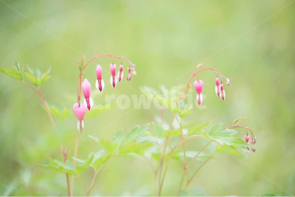 금낭화,꽃,플라워,flower,dicentra,식물,식물,자연,plants,nature,꽃,flower,감성,sensible,feeling