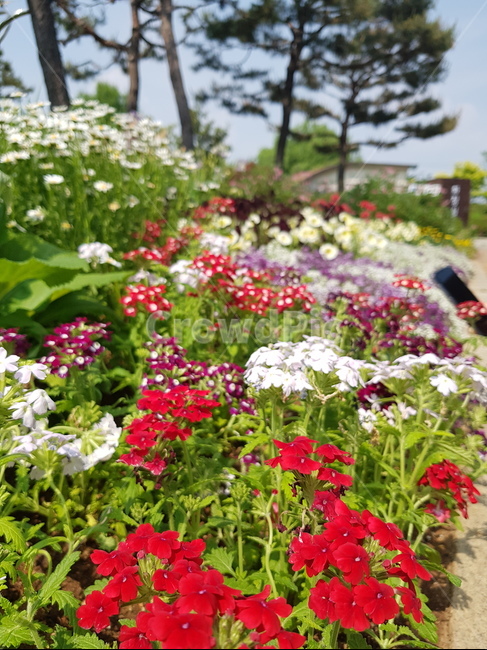 flower,plant,식물,꽃,화려함