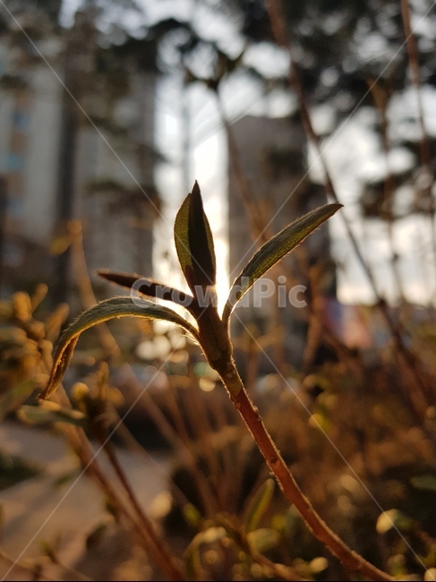 magnolia,purpleflower,속씨식물,쌍떡잎식물,목란,영춘화,나무의연,자목련,두란,임란,황심,목련,꽃,봄꽃,봄,자주색,Spring,Flowers,Purple,prettyflower,Beautifulflower,Pure,순수,식물,Plants,아름다운,접사자연,nature,그래픽,웹디자인,sensible,flower,식물도감,야생화,들꽃,배경,느낌,감성,인쇄,디자인,전단,잡지,wepdesign,design,advertisement,column,컬럼,뉴스레터,마케팅,홍보물,홍보,강아지풀,외떡잎식물,벼목,화본과의한해살이풀,개꼬리풀,구미초,빛,light,lighting,빛사진,feel,분위기,출판물,식물,자연,plants,nature