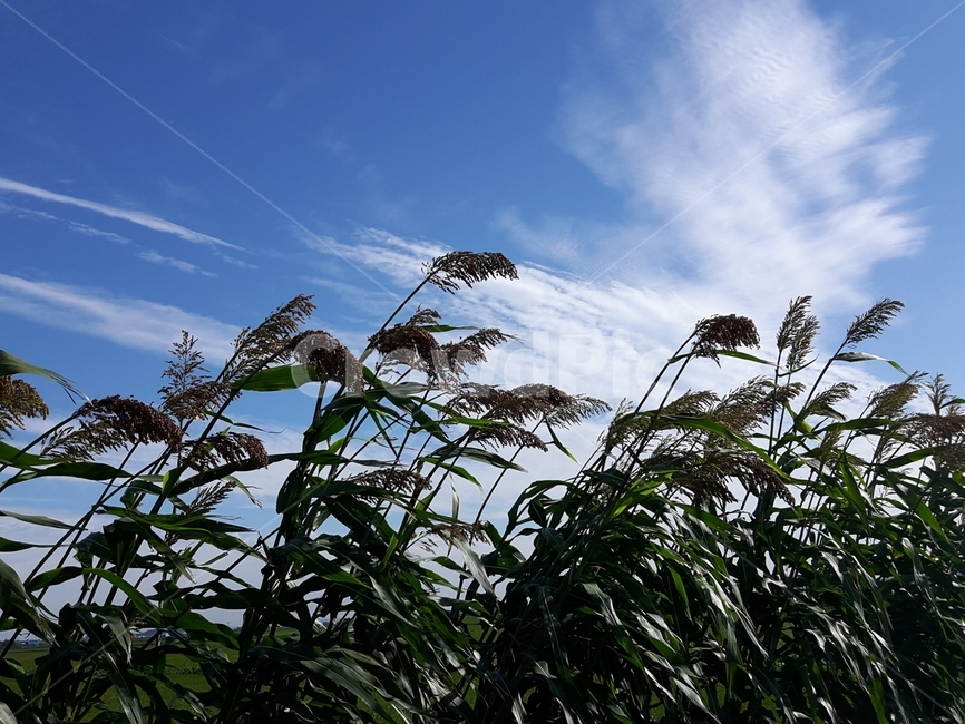 옥수수,하늘,자연,바람,sky,nature,cornsilk,자연,풍경,nature,landscape,식물,plants,grass,잔디,plant,lawn,reed,갈대