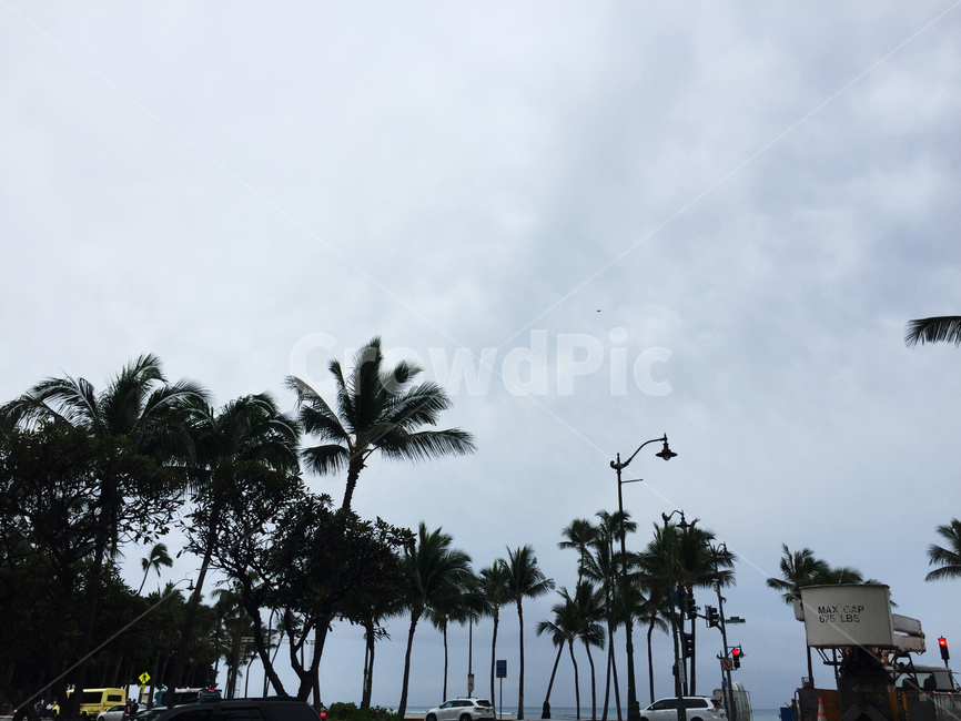 야자수,휴양,여름휴가,구름,나무,자연,풍경,nature,landscape,tree,plant,식물,palm tree