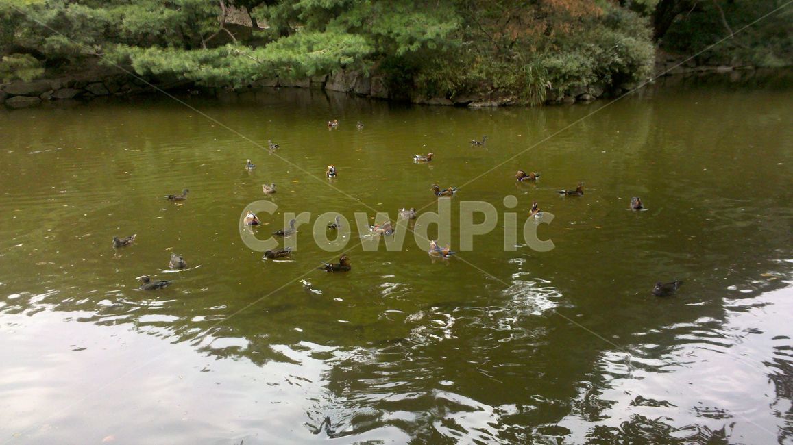 연못,오리,동물,물,자연,water,nature