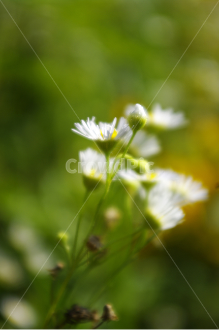 꽃,식물,plant,flower,자연,개망초,식물,자연,plants,nature,꽃,flower
