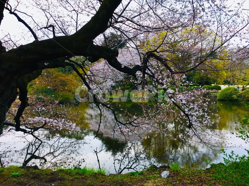 벚꽃,벚나무,봄,강,아름다운,휴식,즐거움,반영,봄,계절,spring,season,자연,풍경,nature,landscape,식물,plants,꽃,flower,plant