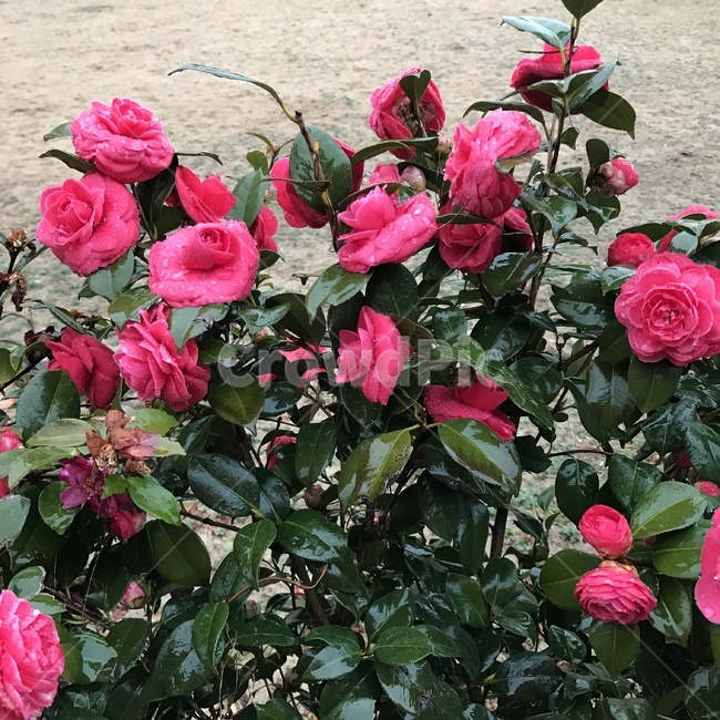 plant,식물,blossom,꽃,flower,pink,식물,자연,plants,nature,꽃,flower
