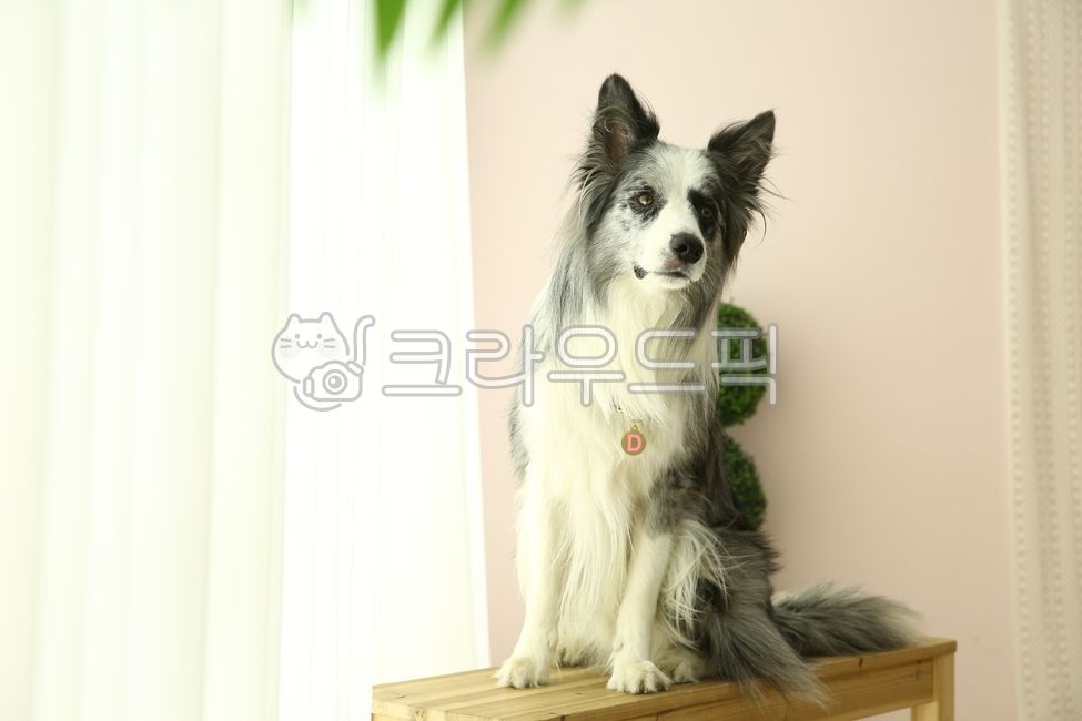 bordercollie,보더콜리,개,dog,pet,포유류,animal,동물,애완동물,companionanimal,반려,반려동물,반려견,동물,animal,포유류,mammal,개,강아지,dog,doggy