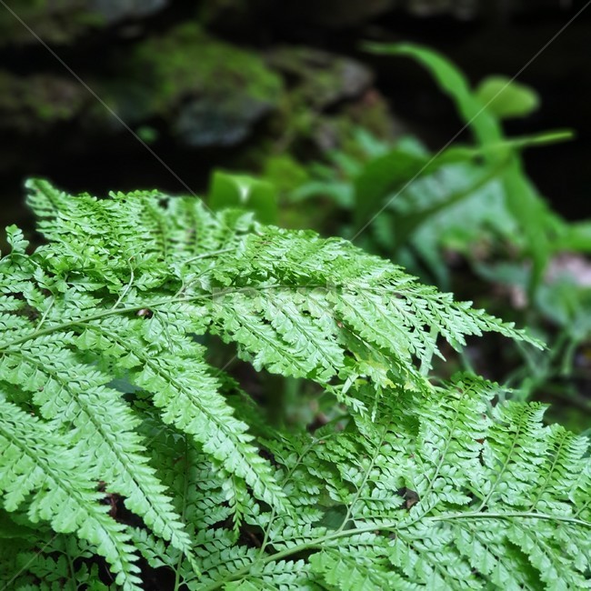 제주도,제주,곶자왈,나뭇잎,나무,초록,싱그러움,잎,plant,식물,fern,양치류,green,fresh,숲