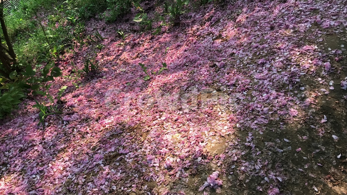 봄,꽃,겹벚꽃,떨어진꽃,바닥,꽃잎,벚꽃,땅,분홍,핑크,pink,spring,cherry,cherryblossom,ground,빛,햇빛,ray,식물,자연,plants,nature,꽃,flower